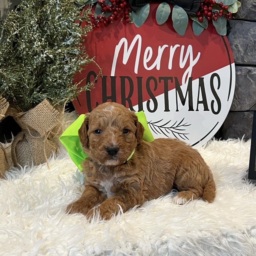 Goldendoodle Puppies